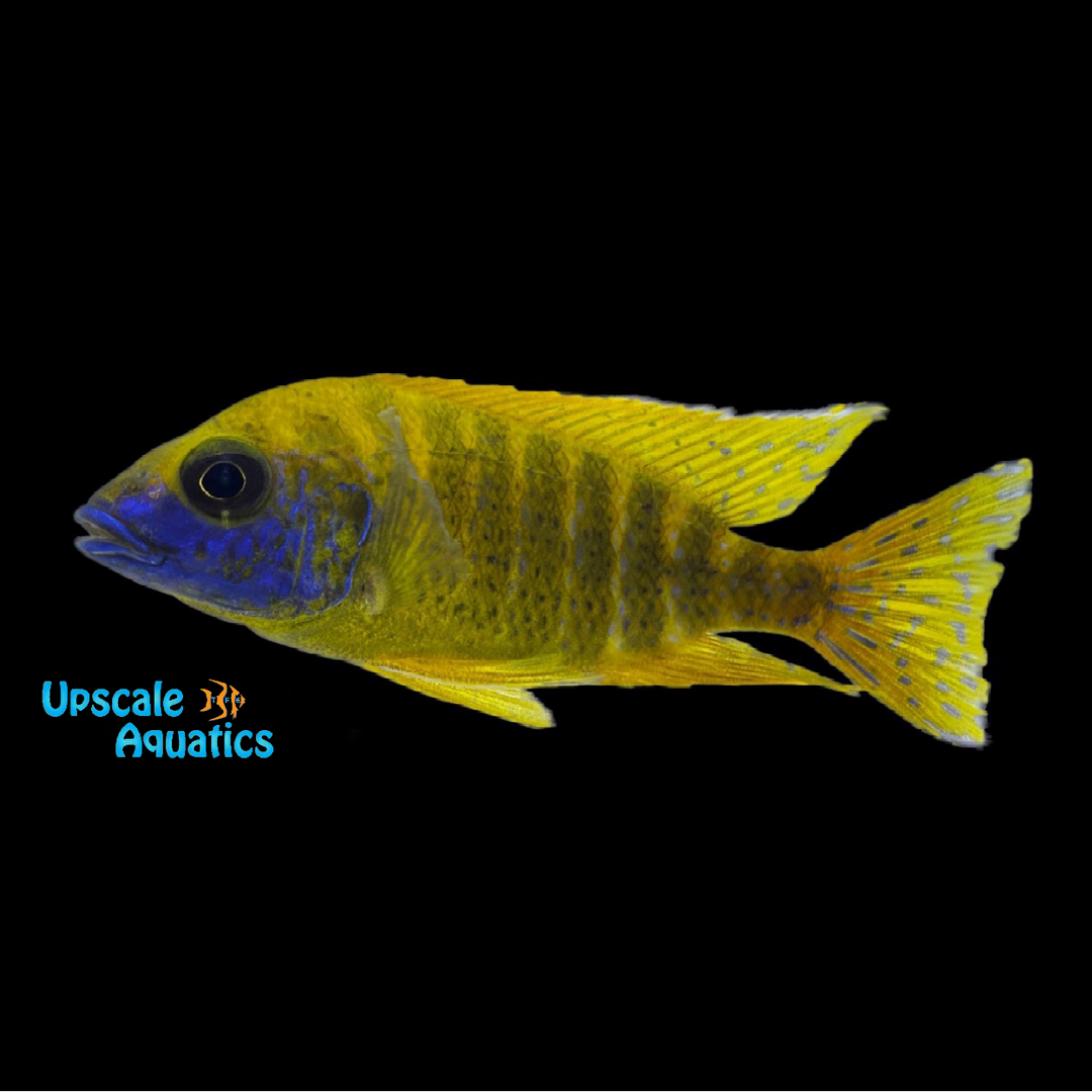 Benga Sunshine Peacock (Aulonocara baenschi 'Nkhomo Reef')