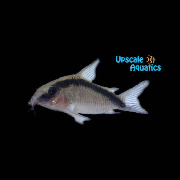 Skunk Cory (Corydoras arcuatus)