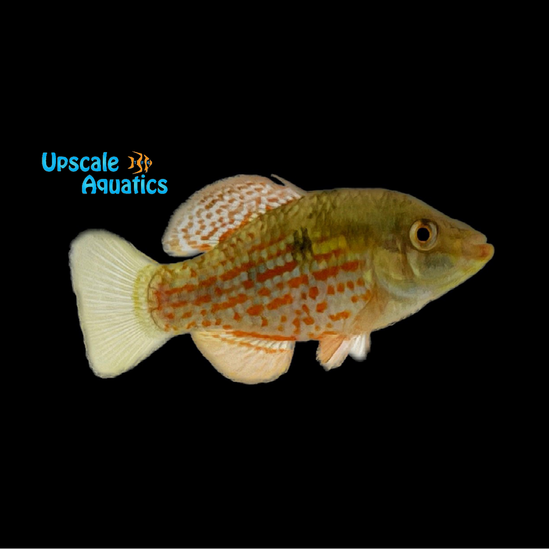 American Flagfish (Jordanella floridae)