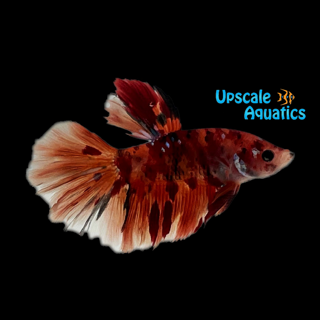 Koi Galaxy Halfmoon Plakat Betta - Male (Betta splendens)
