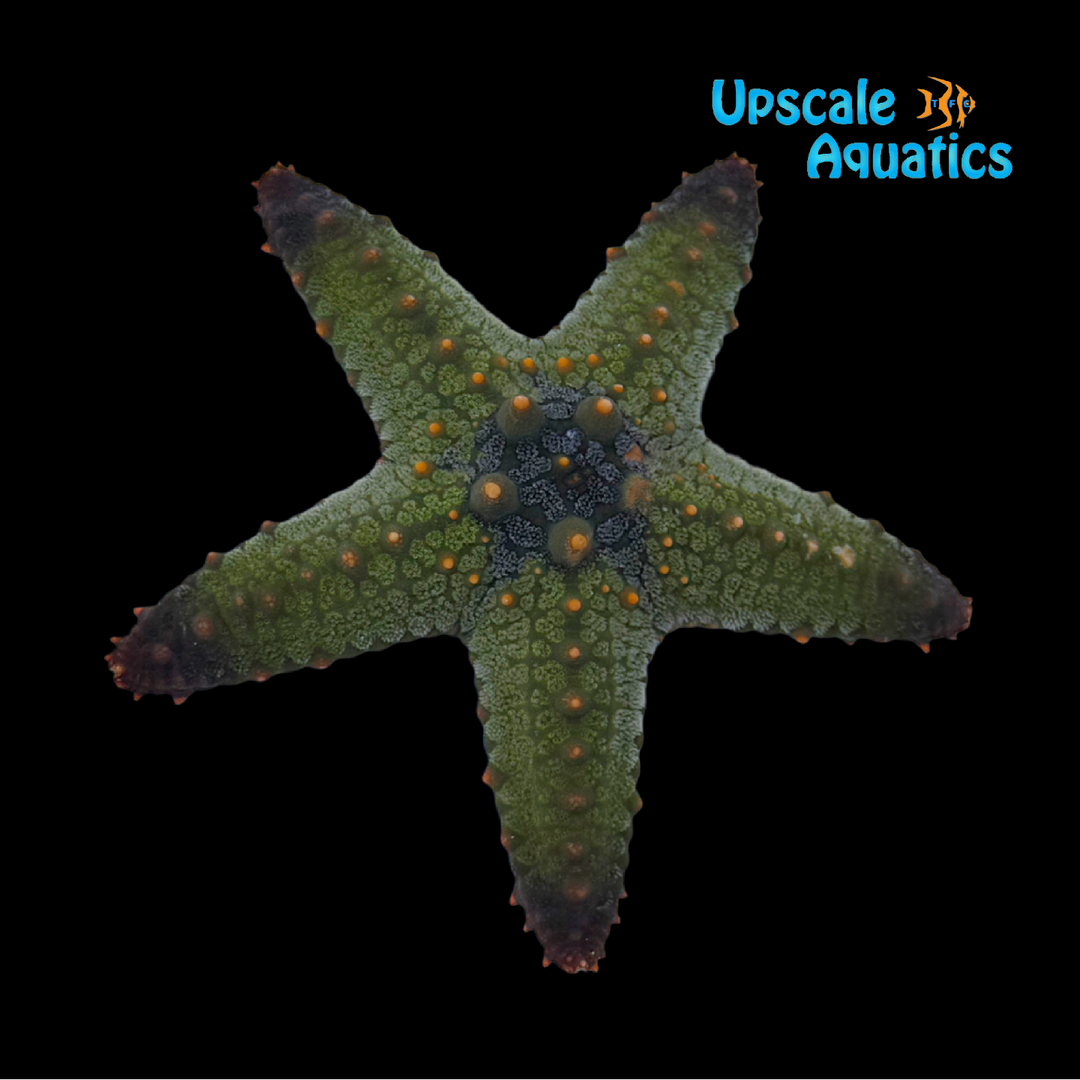 African Green Starfish (Pentaceraster regulus)