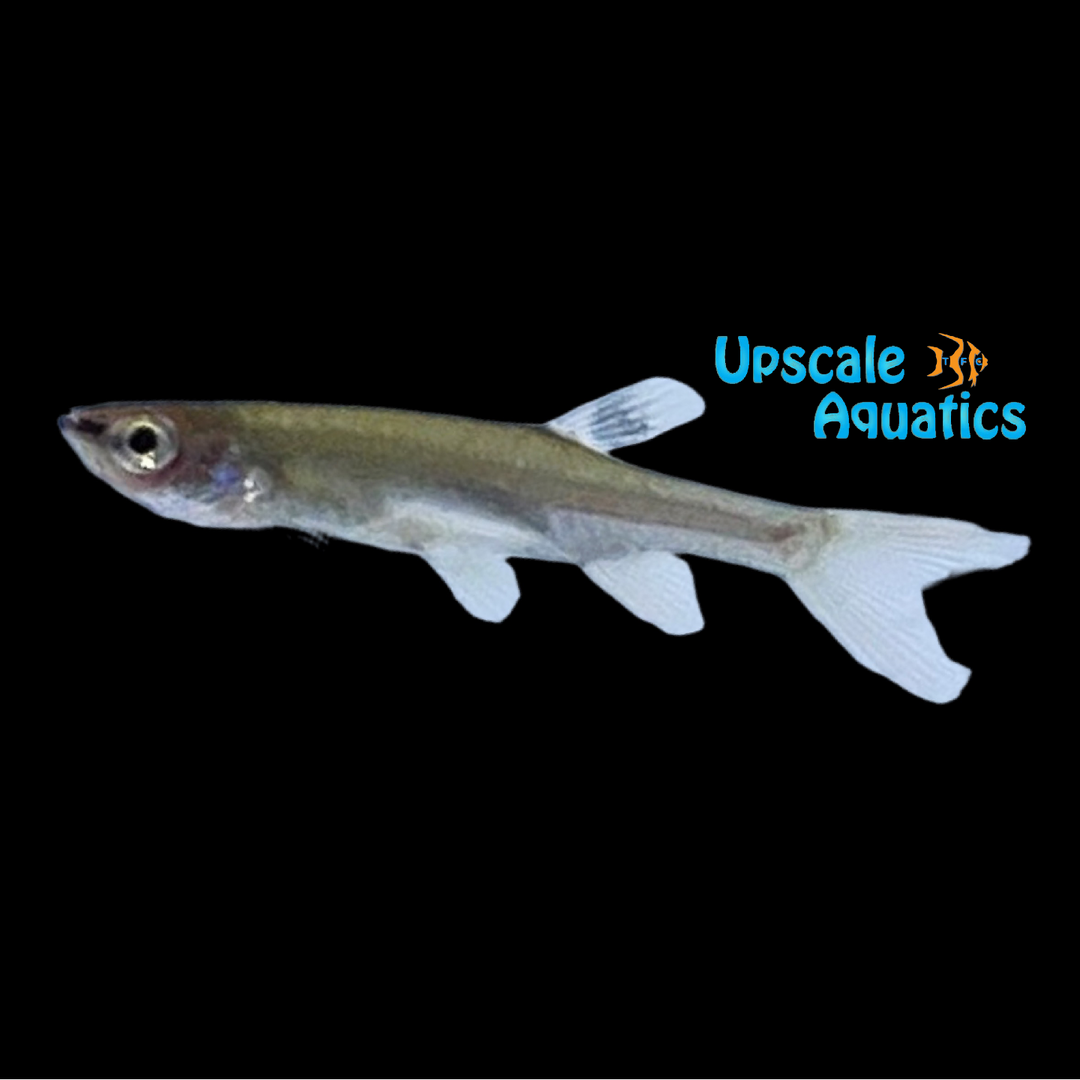 Splash Tetra (Copella arnoldi)