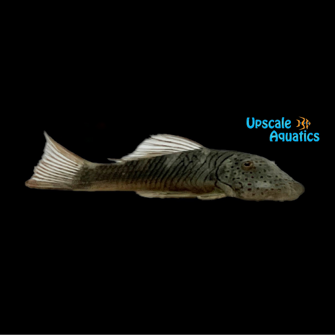 Blonde Rubberlip Pleco L444 (Chaetostoma formosae)
