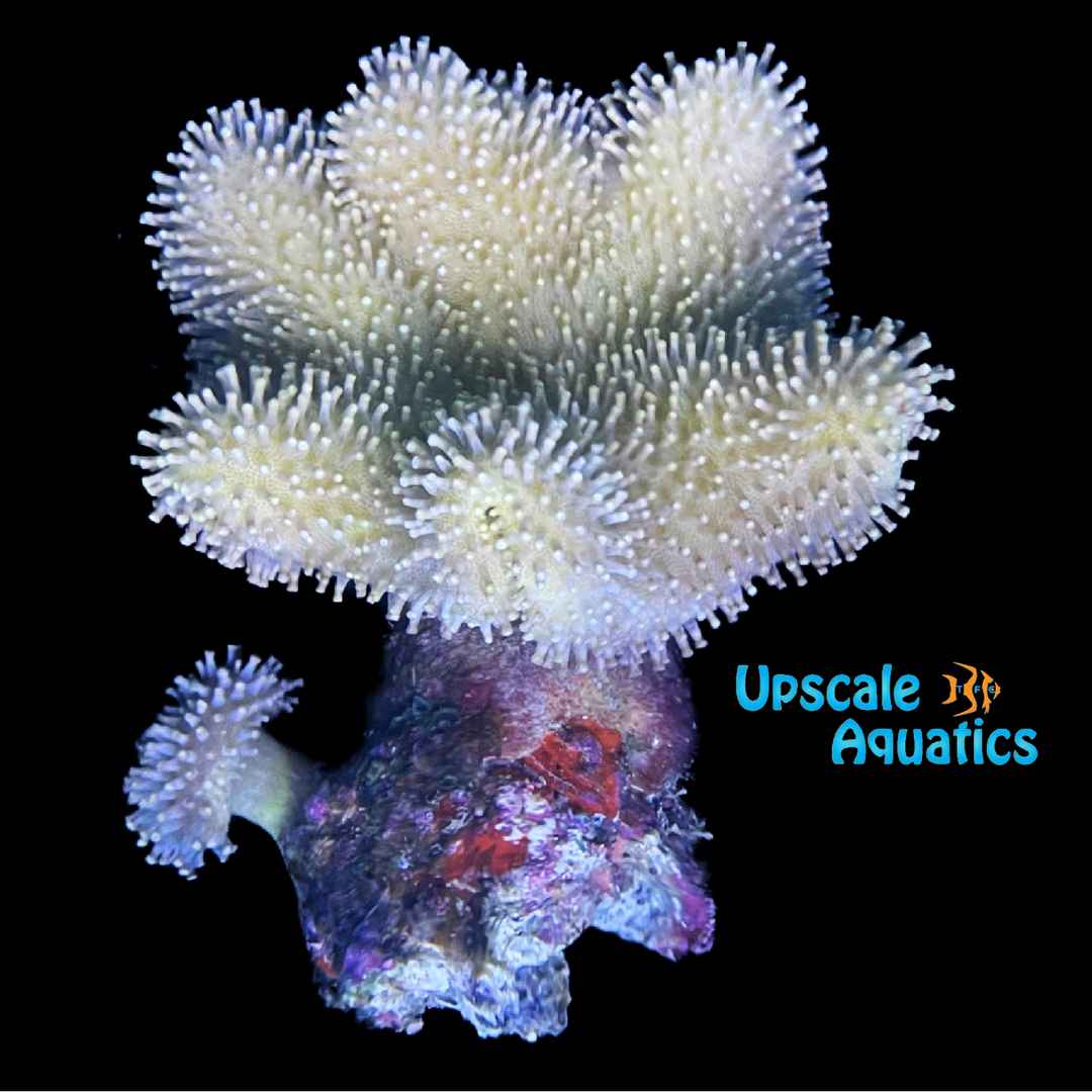 Yellow Toadstool Leather Coral (Sarcophyton sp.)