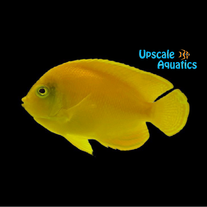Yellow Heraldi Angelfish (Centropyge heraldi)