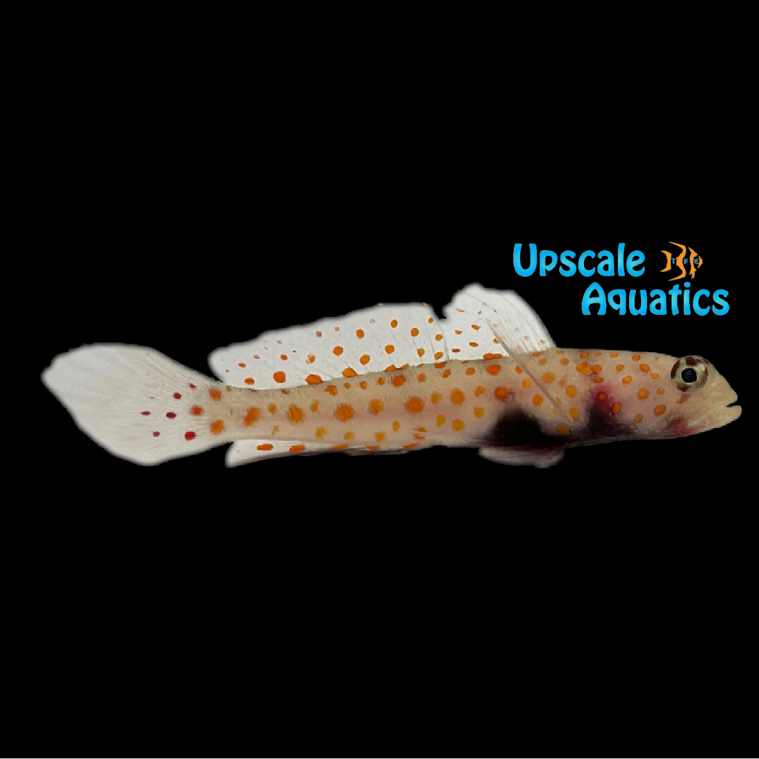 Orange Spotted Prawn Goby (Amblyeleotris guttata)