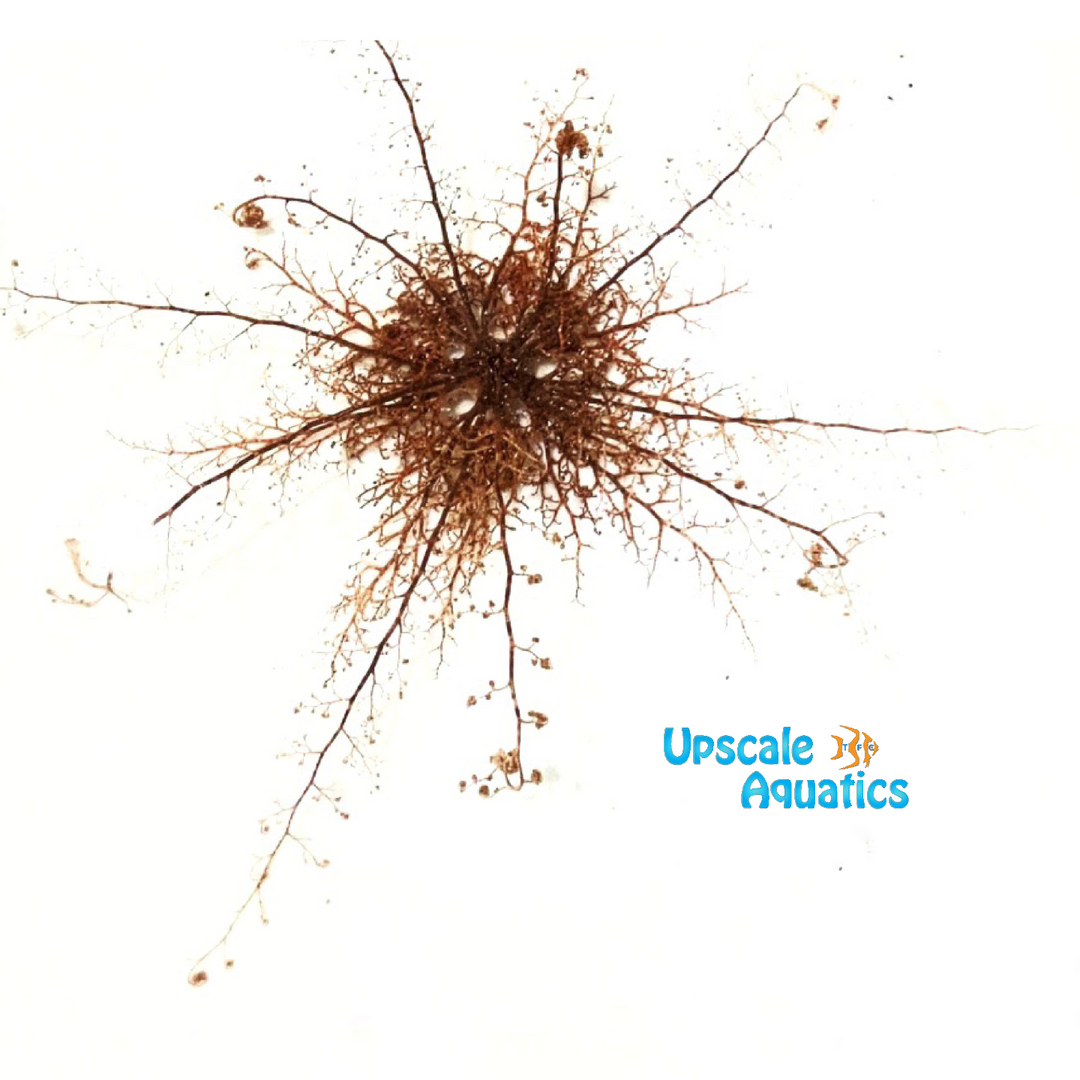 Basket Starfish (Astrophyton muricatum)