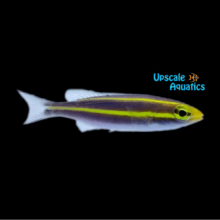 Banana Fish Pentapodus nemurus Upscale Aquatics