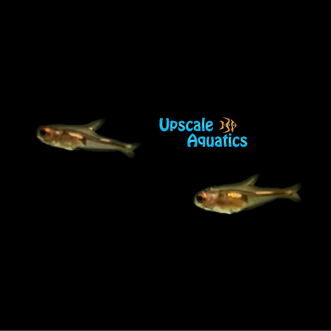 Candlelight Glass Tetra (Brittanichthys sp. 'candlelight')