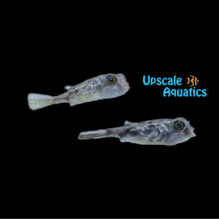 Fahaka Puffer (Tetraodon lineatus)