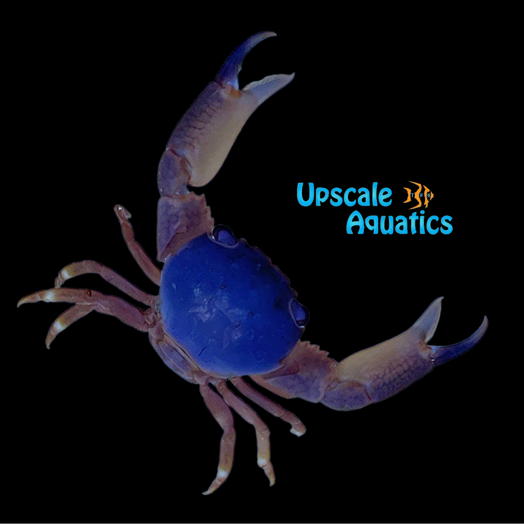 Blue & Red Coral Crab (Trapezia sp.)