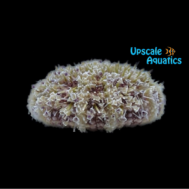 Flower Urchin (Toxopneustes pileolus)