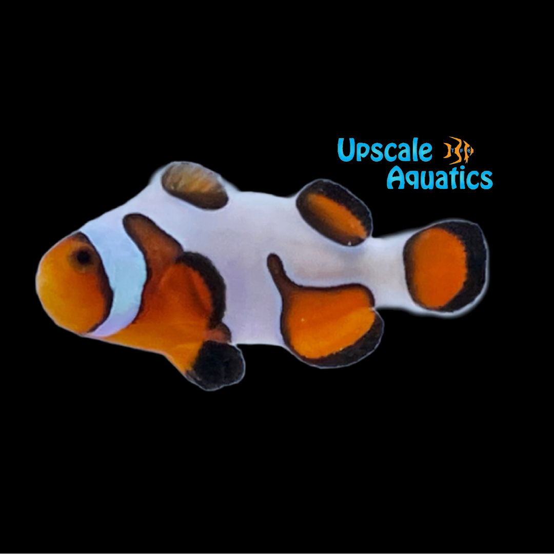 DaVinci Extreme Clownfish (Amphiprion ocellaris)