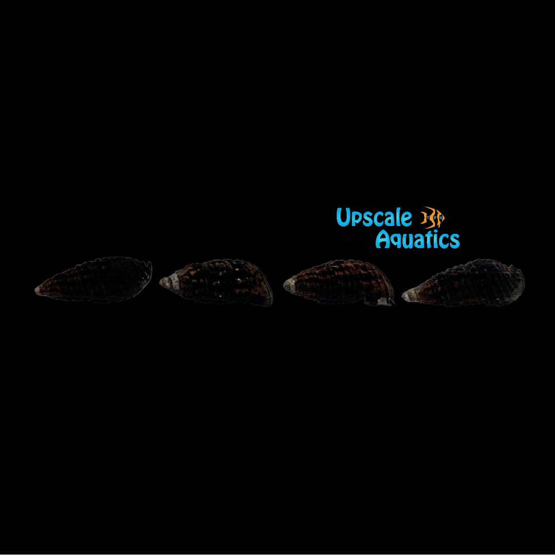 Dark Cerith Snail (Cerithium atratum)