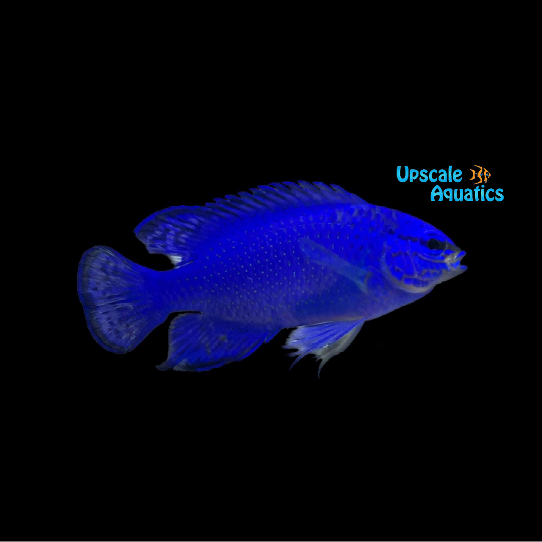 Blue Devil Damsel (Chrysiptera cyanea)