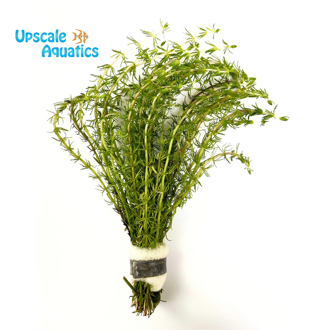Bacopa Myriophylloides