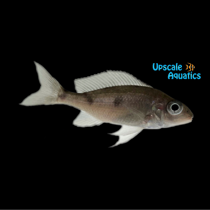 Chaitika 'Black Head' Ventralis (Ophthalmotilapia ventralis 'Chaitika Black Head')