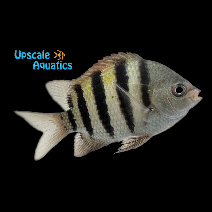 Sergeant Major Damsel (Abudefduf saxatilis)