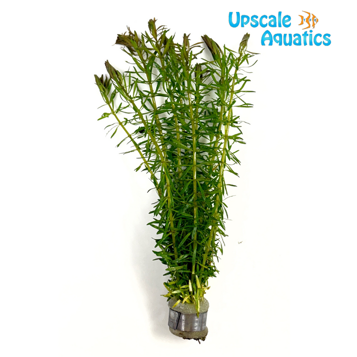 Rotala Bossii