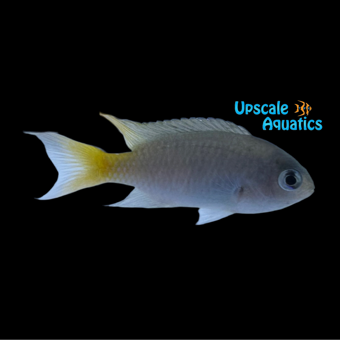 Miry's Chromis (Neopomacentrus miryae)