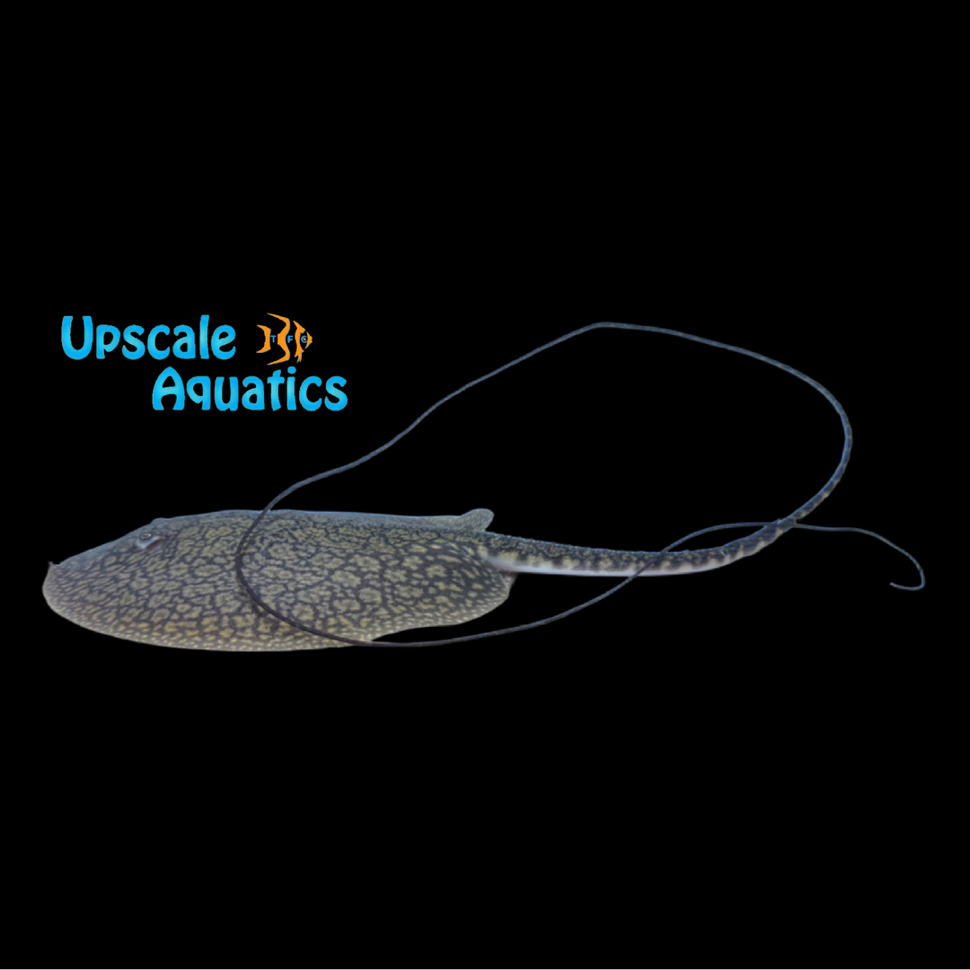 Black Tail Antenna Freshwater Stingray (Plesiotrygon nana)