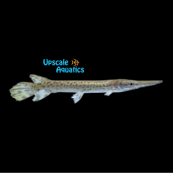 Alligator Gar (Atractosteus spatula)
