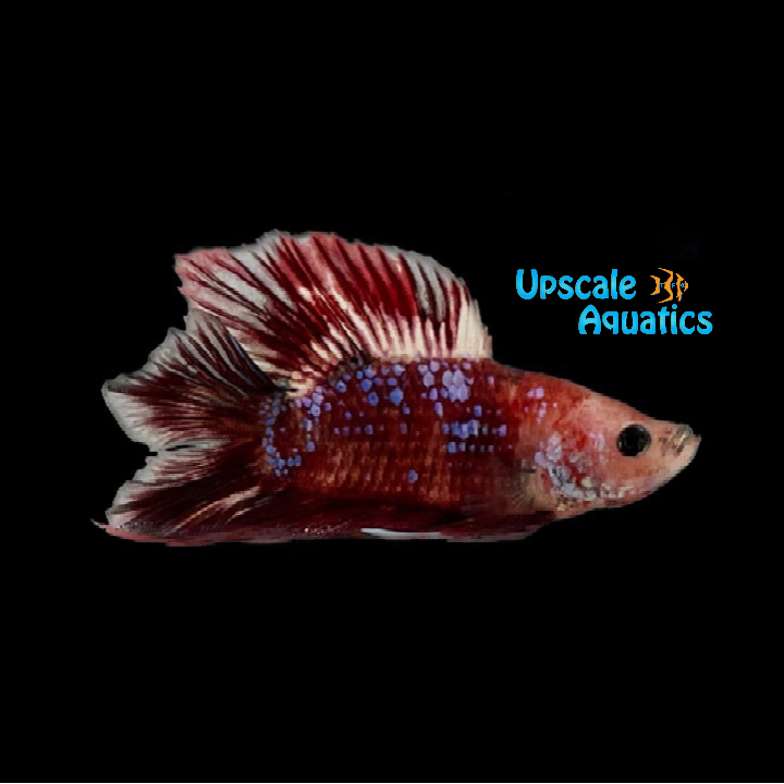 Doubletail Koi Plakat Betta - Male (Betta splendens)