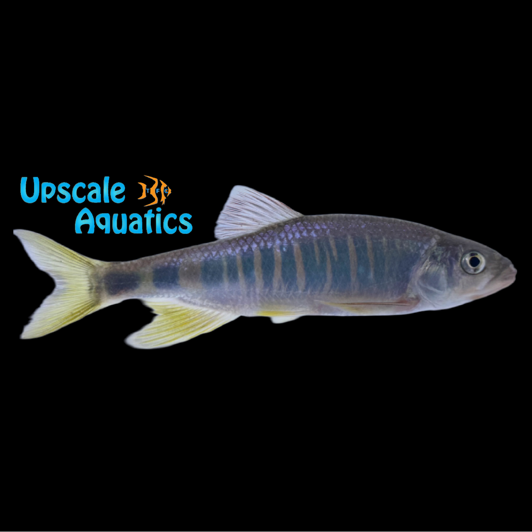 Iridescent Hill Trout (Opsariichthys iridescens)
