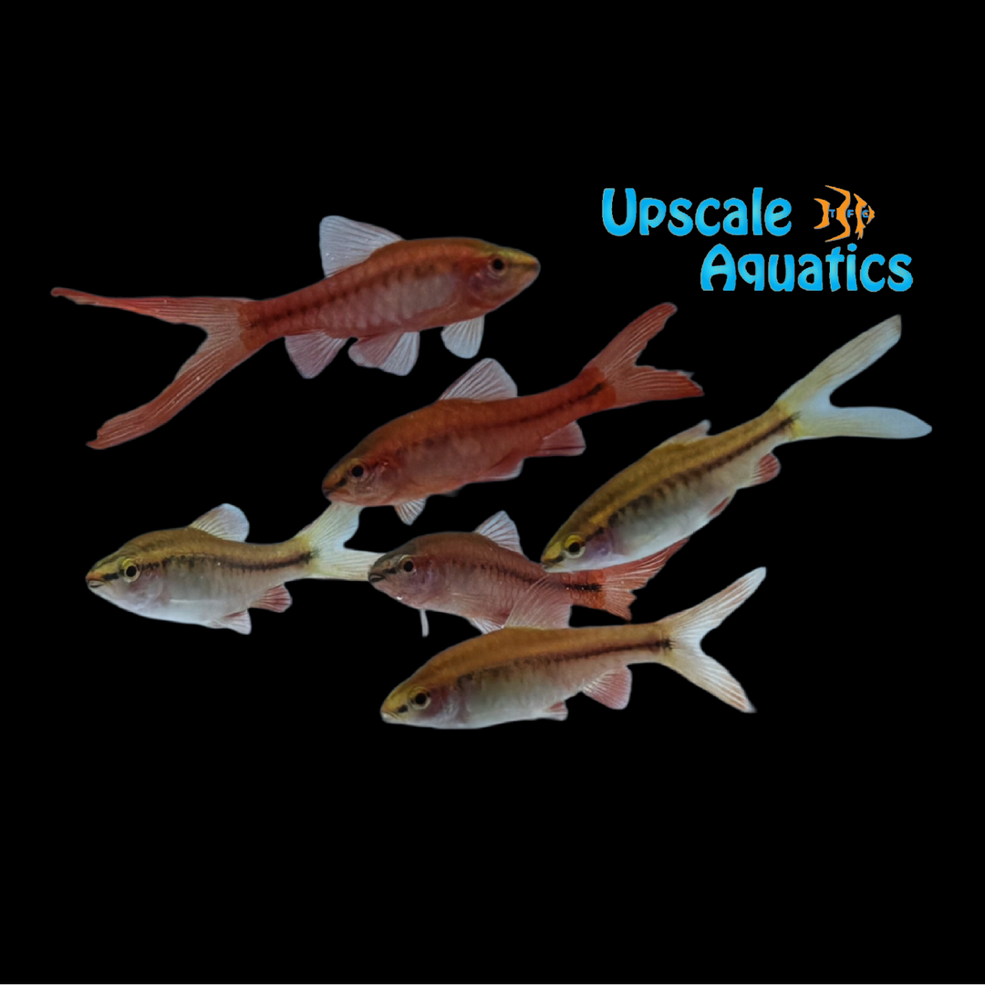 Veiltail Cherry Barb (Puntius titteya)