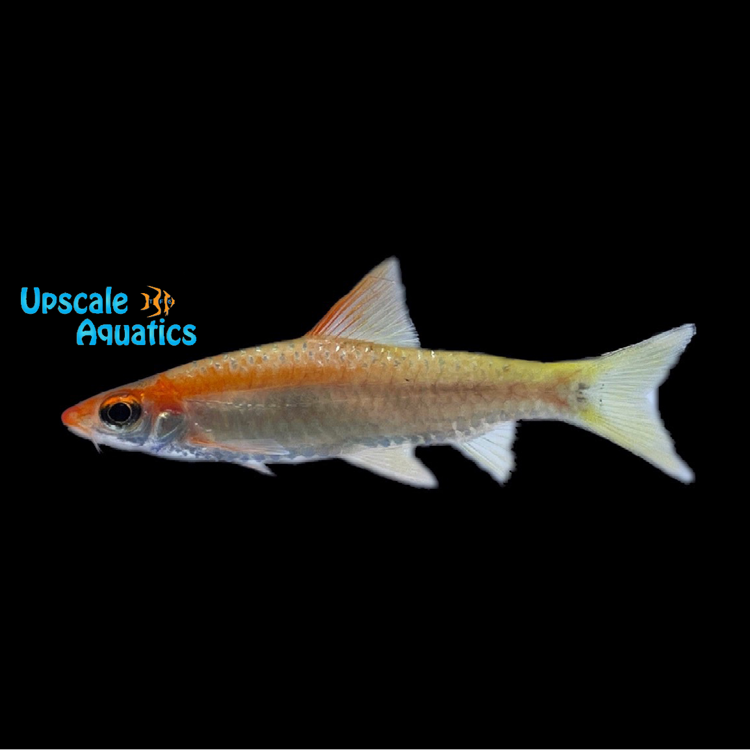 Gold Roseline Shark (Sahyadria denisonii gold)