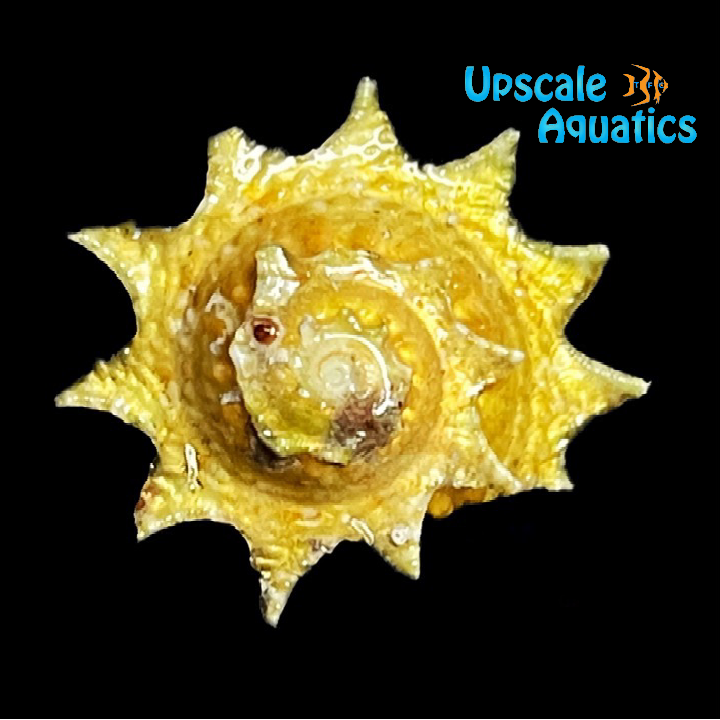 Ninja Star Snail (Astraea phoebia)