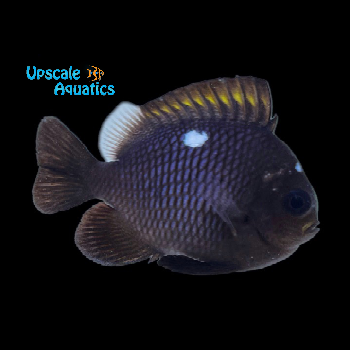 Domino Damsel (Descyllus trimaculatus)