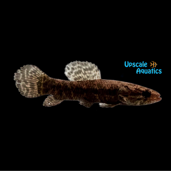 Black Wolf Fish (Hoplias curupira)