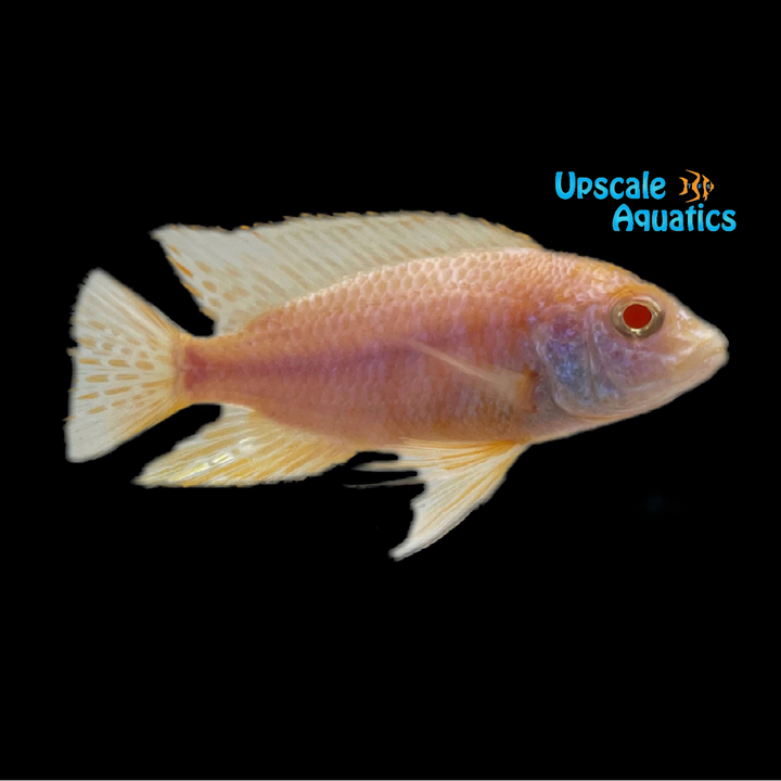 Albino German Red Peacock (Aulonocara sp. german red)