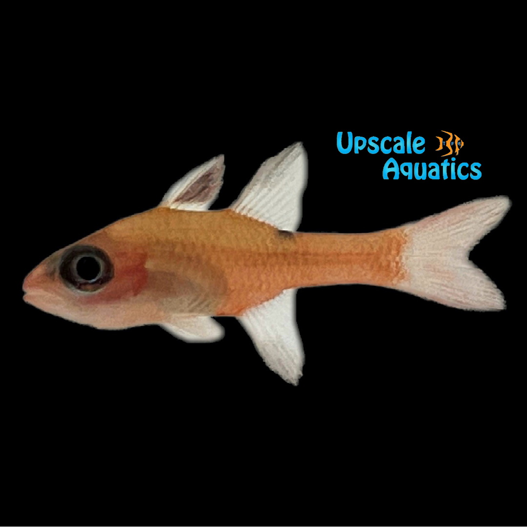 Whitestar Cardinalfish (Apogon lachneri)