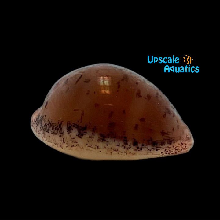 Atlantic Gray Cowrie Snail (Luria cinerea)