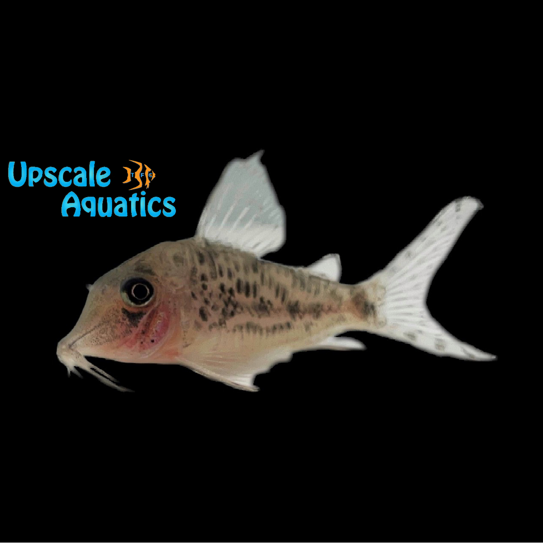 Vittatus Corydoras (Corydoras vittatus)