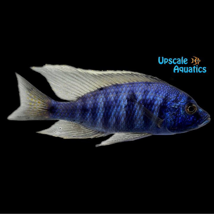 Azureus Hap (Copadichromis azureus)