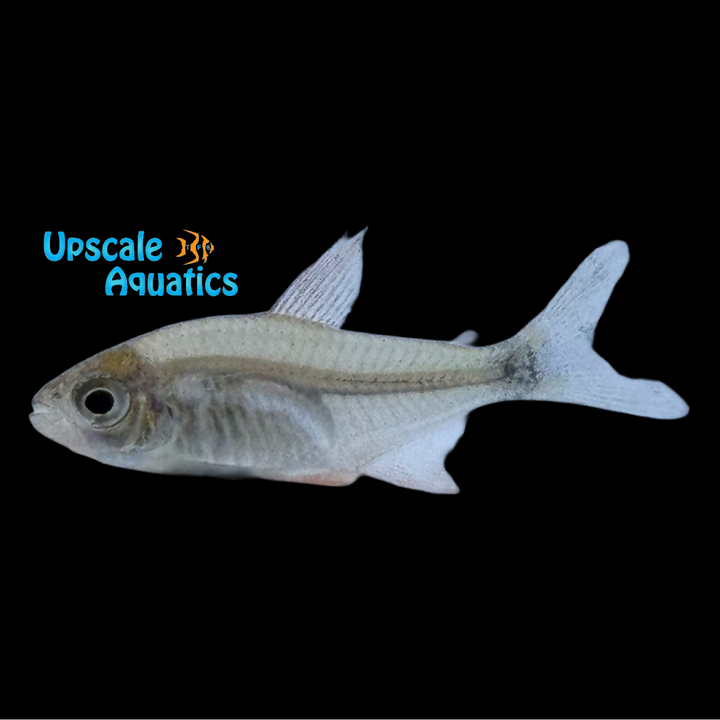 Peppermill Tetra (Hyphessobrycon peugeoti)