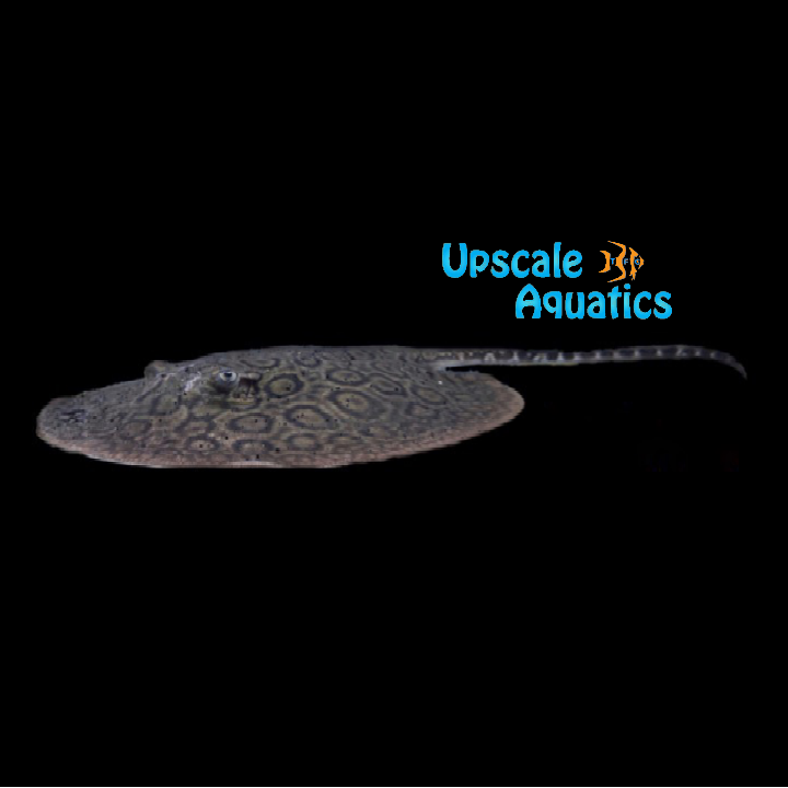 Hybrid Motoro Stingray - Captive Bred (Potamotrygon sp.)