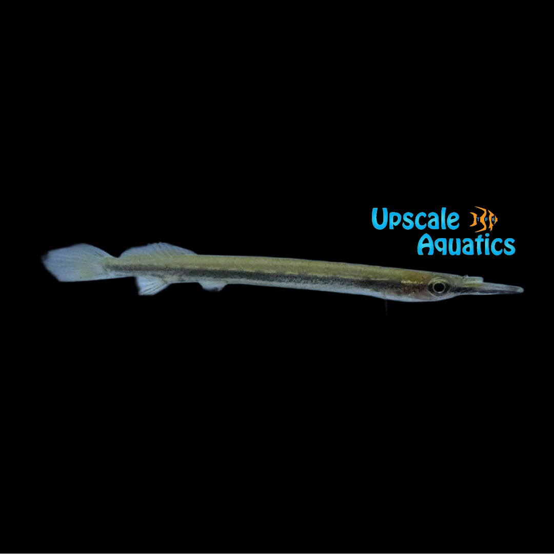 Gold Spotted Halfbeak (Hemirhamphodon chrysopunctatus)