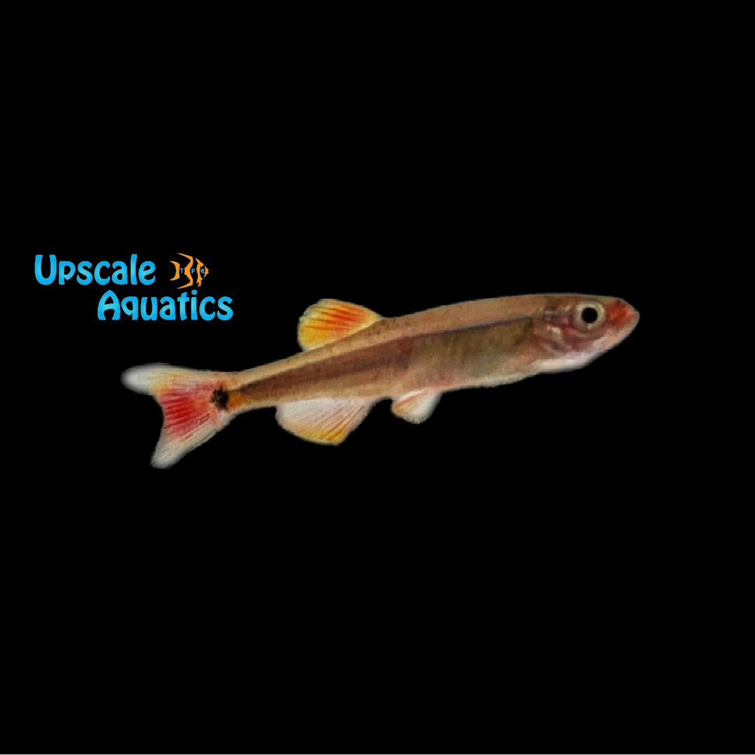 White Cloud Danio (Tanichthys albonubes)