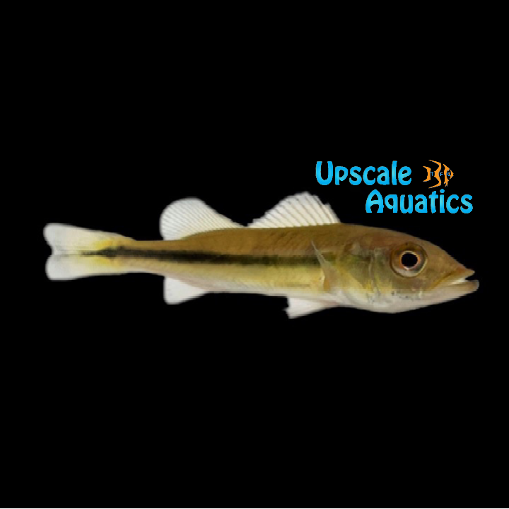 Temensis Peacock Bass (Cichla temensis)