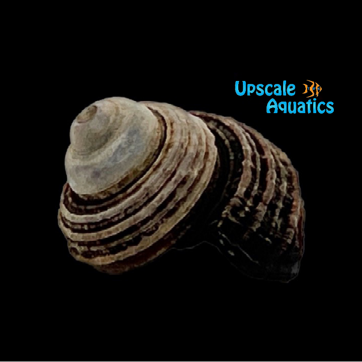 Freshwater Turbo Snail (Celetaia persculpta)