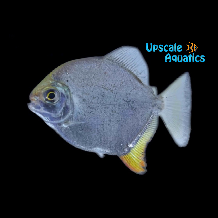 buy red hook silver dollar fish Yellowfin Red Hook Silver Dollar (Myloplus arnoldi) – Upscale Aquatics