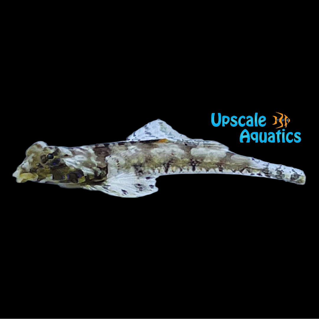Lancer Dragonet (Callionymus bairdi)