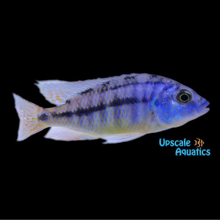 Red Empress Cichlid (Protomelas taeniolatus)