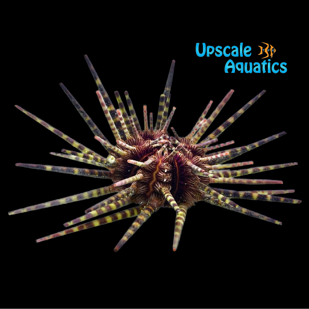 Crown-Spined Pencil Urchin (Prionocidaris baculosa)
