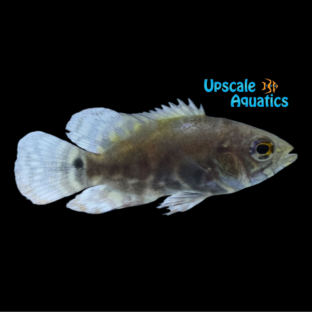 Wild Oscar - IIha do Marajo Locale (Astronotus ocellatus)