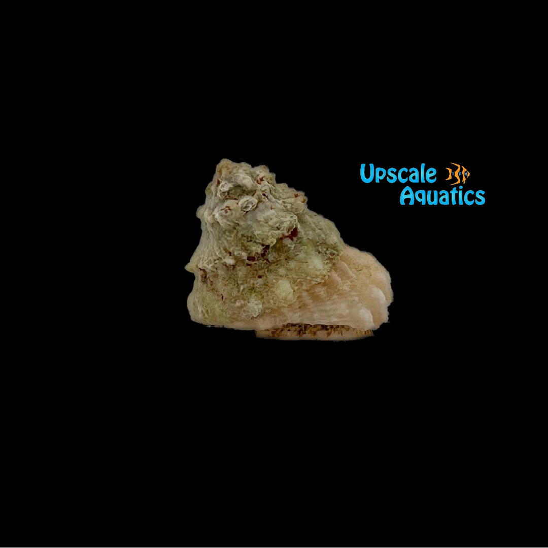 Astraea Snail (Astraea tecta)